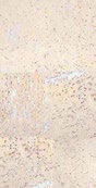 Пробковое настенное покрытие CORKART PW3 386c WS-3.0